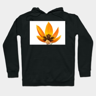 Tulipa orphanidea Whittallii Group AGM Tulip Miscellaneous tulip group Hoodie